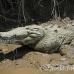 crocodile_american_tar_h_1491_cos2494.jpg